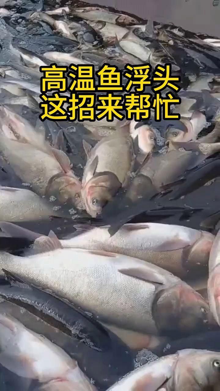 魚塘魚浮頭怎么解決，魚塘魚浮頭一招急救全民小視頻一招急救+減耗穩(wěn)水 魚塘魚浮頭怎么解決，魚塘魚浮頭一招急救全民小視頻一招急救+減耗穩(wěn)水 龍魚百科 第1張
