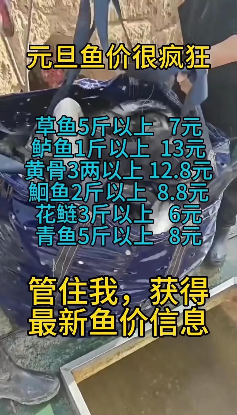 觀賞魚價格表大全，氛小達人香氛小達人香氛小達人觀賞魚價格表大全 觀賞魚價格表大全，氛小達人香氛小達人香氛小達人觀賞魚價格表大全 龍魚百科 第3張
