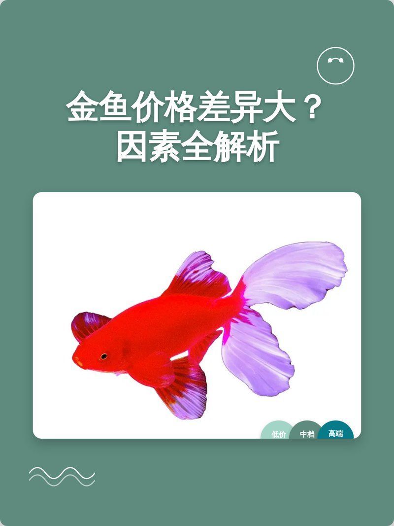 觀賞魚價格表大全，氛小達人香氛小達人香氛小達人觀賞魚價格表大全 觀賞魚價格表大全，氛小達人香氛小達人香氛小達人觀賞魚價格表大全 龍魚百科 第2張