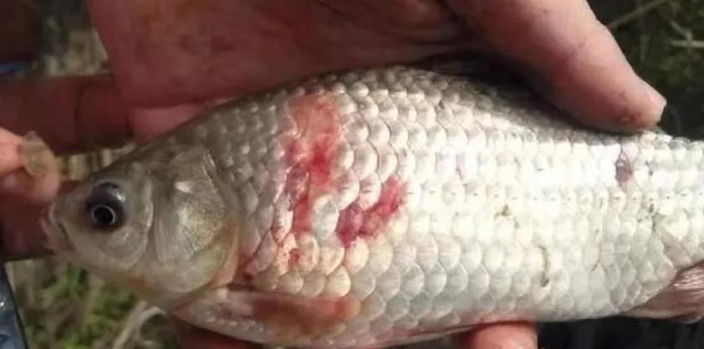 如何判斷魚鱗發紅充血是否嚴重，如何判斷魚鱗發紅充血的嚴重程度 如何判斷魚鱗發紅充血是否嚴重，如何判斷魚鱗發紅充血的嚴重程度 龍魚百科 第1張