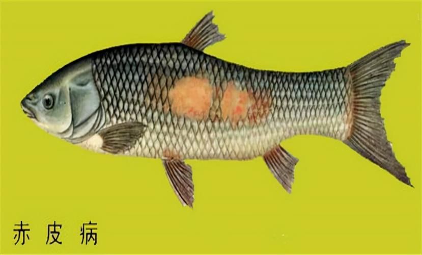 如何判斷魚鱗發紅充血是否嚴重，如何判斷魚鱗發紅充血的嚴重程度 如何判斷魚鱗發紅充血是否嚴重，如何判斷魚鱗發紅充血的嚴重程度 龍魚百科 第2張