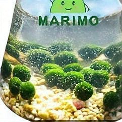 使用龍魚水質調整藥水后多久見效？ 使用龍魚水質調整藥水后多久見效？ 龍魚百科 第2張