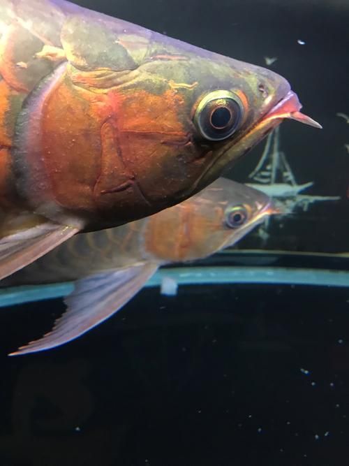 龍魚鰓蟲圖片，龍魚感染鰓蟲怎么辦？ 龍魚鰓蟲圖片，龍魚感染鰓蟲怎么辦？ 龍魚百科 第20張