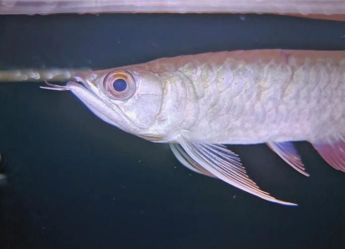 龍魚鰓蟲圖片，龍魚感染鰓蟲怎么辦？ 龍魚鰓蟲圖片，龍魚感染鰓蟲怎么辦？ 龍魚百科 第8張