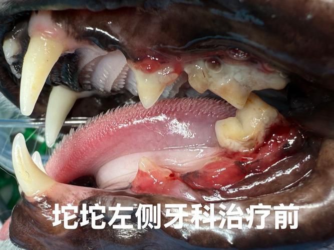 龍魚鰓上長包手術風險大嗎？，專業(yè)機構可以治療龍魚大部分病變嗎？ 龍魚鰓上長包手術風險大嗎？，專業(yè)機構可以治療龍魚大部分病變嗎？ 龍魚百科 第6張