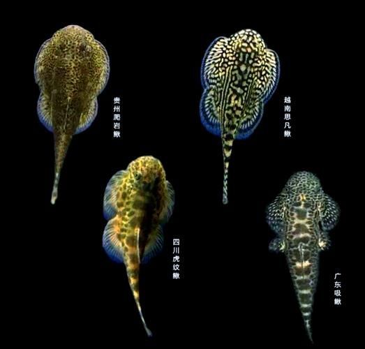 黃金貓魚有哪些品種?,黃金貓魚品種與觀賞魚市場主流品種需要補充富媒體品種 龍魚百科 第14張 黃金貓魚有哪些品種?,黃金貓魚品種與觀賞魚市場主流品種需要補充富媒體品種 黃金貓魚有哪些品種?,黃金貓魚品種與觀賞魚市場主流品種需要補充富媒體品種 龍魚百科 第14張