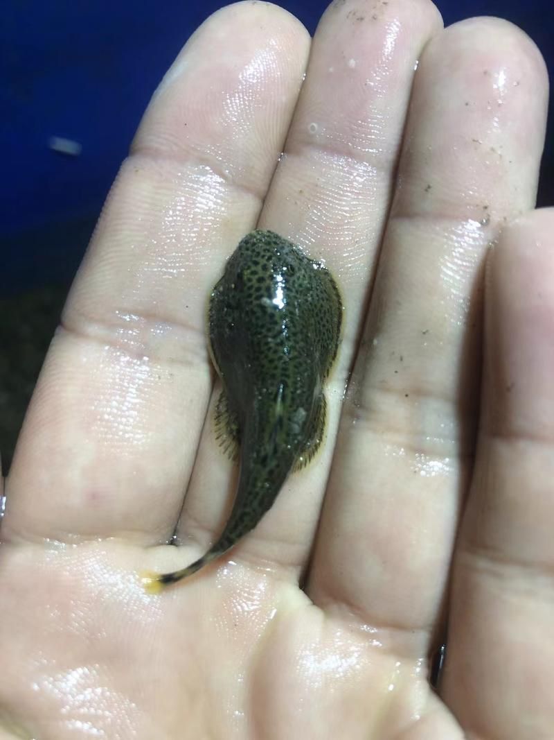 黃金貓魚有哪些品種?,黃金貓魚品種與觀賞魚市場主流品種需要補充富媒體品種 龍魚百科 第16張 黃金貓魚有哪些品種?,黃金貓魚品種與觀賞魚市場主流品種需要補充富媒體品種 黃金貓魚有哪些品種?,黃金貓魚品種與觀賞魚市場主流品種需要補充富媒體品種 龍魚百科 第16張