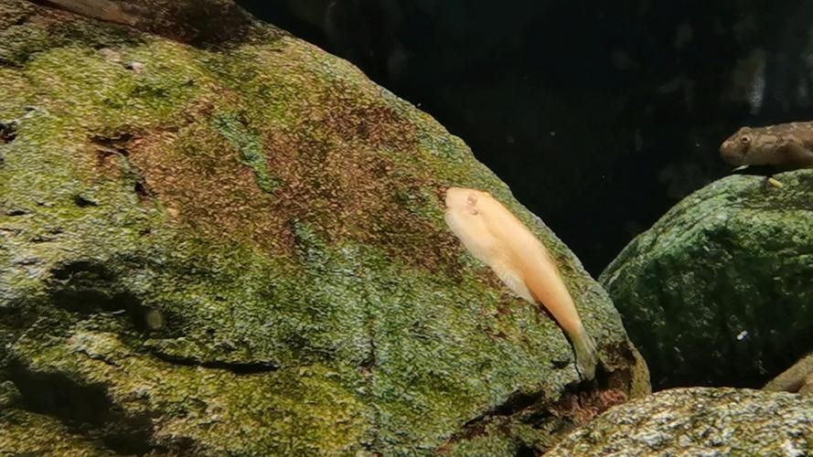 黃金貓魚有哪些品種?,黃金貓魚品種與觀賞魚市場主流品種需要補充富媒體品種 龍魚百科 第15張 黃金貓魚有哪些品種?,黃金貓魚品種與觀賞魚市場主流品種需要補充富媒體品種 黃金貓魚有哪些品種?,黃金貓魚品種與觀賞魚市場主流品種需要補充富媒體品種 龍魚百科 第15張