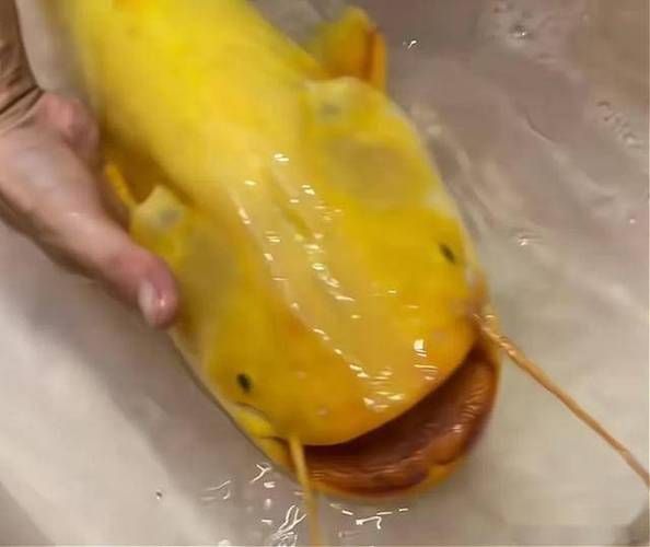 黃金貓魚有哪些品種?,黃金貓魚品種與觀賞魚市場主流品種需要補充富媒體品種 龍魚百科 第11張 黃金貓魚有哪些品種?,黃金貓魚品種與觀賞魚市場主流品種需要補充富媒體品種 黃金貓魚有哪些品種?,黃金貓魚品種與觀賞魚市場主流品種需要補充富媒體品種 龍魚百科 第11張