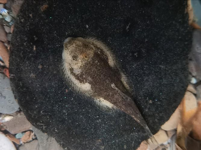 黃金貓魚有哪些品種?,黃金貓魚品種與觀賞魚市場主流品種需要補充富媒體品種 龍魚百科 第17張 黃金貓魚有哪些品種?,黃金貓魚品種與觀賞魚市場主流品種需要補充富媒體品種 黃金貓魚有哪些品種?,黃金貓魚品種與觀賞魚市場主流品種需要補充富媒體品種 龍魚百科 第17張