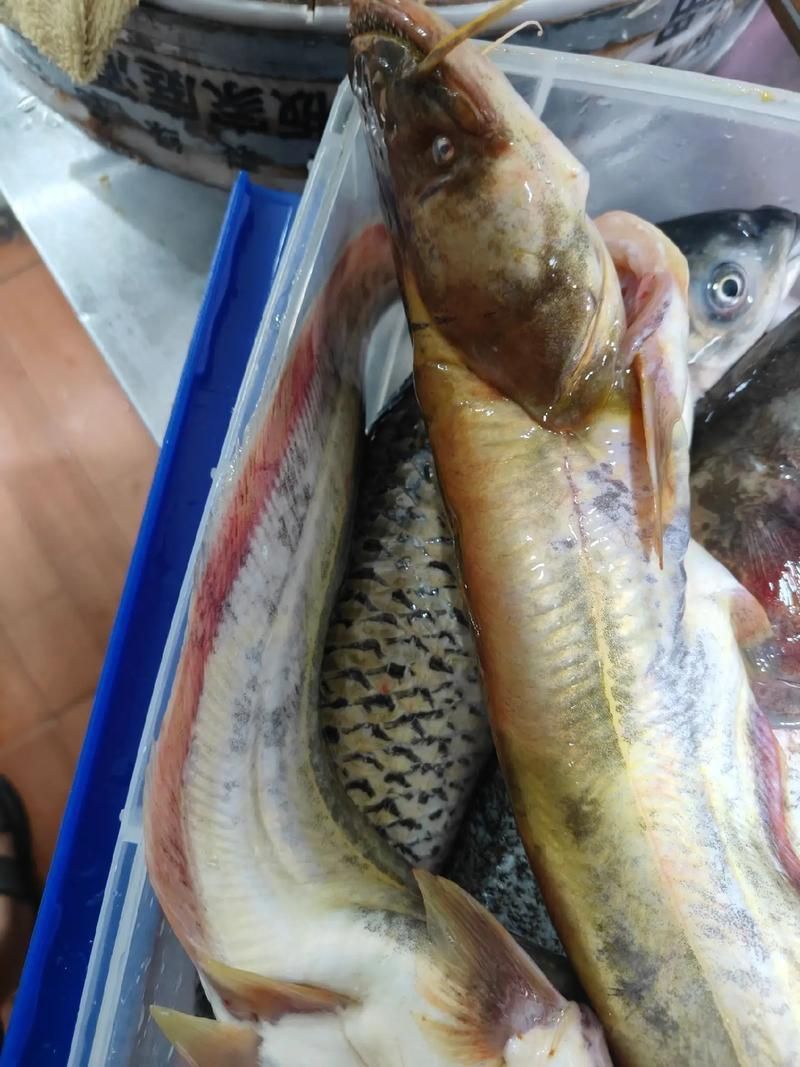 黃金貓魚有哪些品種?,黃金貓魚品種與觀賞魚市場主流品種需要補充富媒體品種 龍魚百科 第10張 黃金貓魚有哪些品種?,黃金貓魚品種與觀賞魚市場主流品種需要補充富媒體品種 黃金貓魚有哪些品種?,黃金貓魚品種與觀賞魚市場主流品種需要補充富媒體品種 龍魚百科 第10張