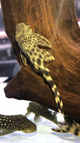 黃金貓魚有哪些品種?,黃金貓魚品種與觀賞魚市場主流品種需要補充富媒體品種 龍魚百科 第5張 黃金貓魚有哪些品種?,黃金貓魚品種與觀賞魚市場主流品種需要補充富媒體品種 黃金貓魚有哪些品種?,黃金貓魚品種與觀賞魚市場主流品種需要補充富媒體品種 龍魚百科 第5張
