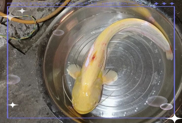 黃金貓魚有哪些品種?,黃金貓魚品種與觀賞魚市場主流品種需要補充富媒體品種 龍魚百科 第7張 黃金貓魚有哪些品種?,黃金貓魚品種與觀賞魚市場主流品種需要補充富媒體品種 黃金貓魚有哪些品種?,黃金貓魚品種與觀賞魚市場主流品種需要補充富媒體品種 龍魚百科 第7張