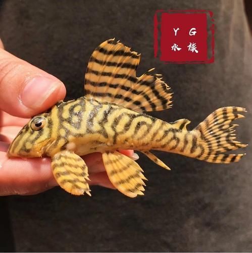 黃金貓魚有哪些品種?,黃金貓魚品種與觀賞魚市場主流品種需要補充富媒體品種 龍魚百科 第2張 黃金貓魚有哪些品種?,黃金貓魚品種與觀賞魚市場主流品種需要補充富媒體品種 黃金貓魚有哪些品種?,黃金貓魚品種與觀賞魚市場主流品種需要補充富媒體品種 龍魚百科 第2張