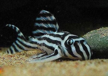 黃金貓魚有哪些品種?,黃金貓魚品種與觀賞魚市場主流品種需要補充富媒體品種 龍魚百科 第1張 黃金貓魚有哪些品種?,黃金貓魚品種與觀賞魚市場主流品種需要補充富媒體品種 黃金貓魚有哪些品種?,黃金貓魚品種與觀賞魚市場主流品種需要補充富媒體品種 龍魚百科 第1張