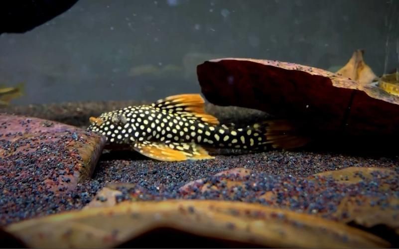 黃金貓魚有哪些品種?,黃金貓魚品種與觀賞魚市場主流品種需要補充富媒體品種 龍魚百科 第3張 黃金貓魚有哪些品種?,黃金貓魚品種與觀賞魚市場主流品種需要補充富媒體品種 黃金貓魚有哪些品種?,黃金貓魚品種與觀賞魚市場主流品種需要補充富媒體品種 龍魚百科 第3張