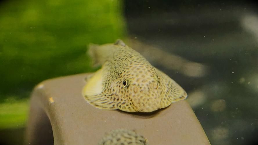 黃金貓魚有哪些品種?,黃金貓魚品種與觀賞魚市場主流品種需要補充富媒體品種 龍魚百科 第12張 黃金貓魚有哪些品種?,黃金貓魚品種與觀賞魚市場主流品種需要補充富媒體品種 黃金貓魚有哪些品種?,黃金貓魚品種與觀賞魚市場主流品種需要補充富媒體品種 龍魚百科 第12張
