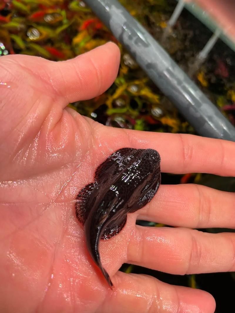 黃金貓魚有哪些品種?,黃金貓魚品種與觀賞魚市場主流品種需要補充富媒體品種 龍魚百科 第13張 黃金貓魚有哪些品種?,黃金貓魚品種與觀賞魚市場主流品種需要補充富媒體品種 黃金貓魚有哪些品種?,黃金貓魚品種與觀賞魚市場主流品種需要補充富媒體品種 龍魚百科 第13張
