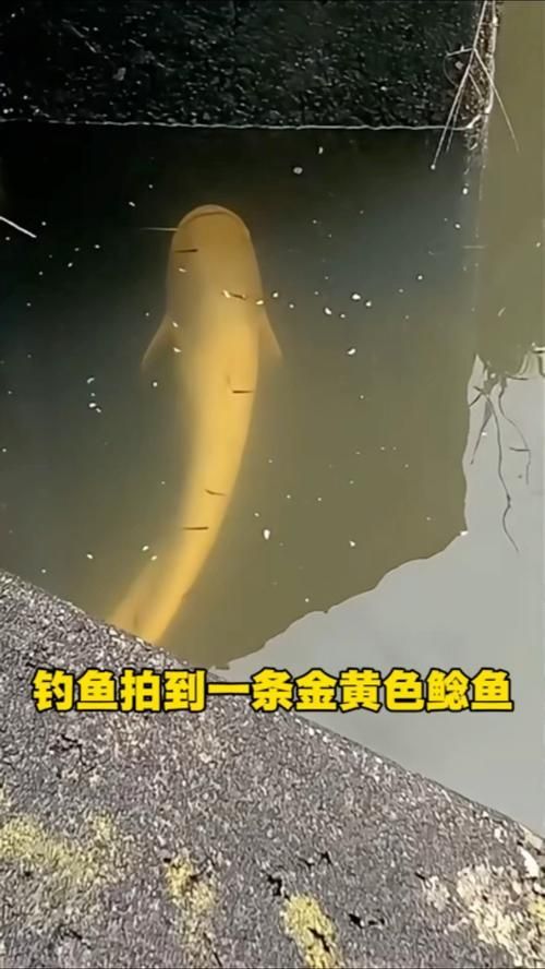 黃金貓魚有哪些品種?,黃金貓魚品種與觀賞魚市場主流品種需要補充富媒體品種 龍魚百科 第8張 黃金貓魚有哪些品種?,黃金貓魚品種與觀賞魚市場主流品種需要補充富媒體品種 黃金貓魚有哪些品種?,黃金貓魚品種與觀賞魚市場主流品種需要補充富媒體品種 龍魚百科 第8張
