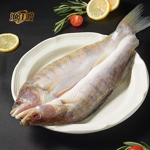 雪龍魚的主要銷售渠道有哪些?,雪龍魚的主要銷售渠道 龍魚百科 第12張 雪龍魚的主要銷售渠道有哪些?,雪龍魚的主要銷售渠道 雪龍魚的主要銷售渠道有哪些?,雪龍魚的主要銷售渠道 龍魚百科 第12張