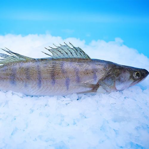 雪龍魚的主要銷售渠道有哪些?,雪龍魚的主要銷售渠道 龍魚百科 第10張 雪龍魚的主要銷售渠道有哪些?,雪龍魚的主要銷售渠道 雪龍魚的主要銷售渠道有哪些?,雪龍魚的主要銷售渠道 龍魚百科 第10張