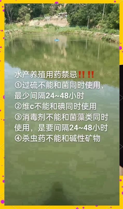 腹水魚最怕三個東西，腹水魚最怕三個“克星”，投喂不當 腹水魚最怕三個東西，腹水魚最怕三個“克星”，投喂不當 龍魚百科 第3張