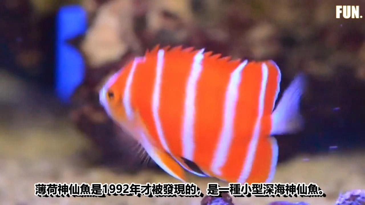 有哪些稀有高檔配魚的價格？，稀有高檔配魚的價格 有哪些稀有高檔配魚的價格？，稀有高檔配魚的價格 龍魚百科