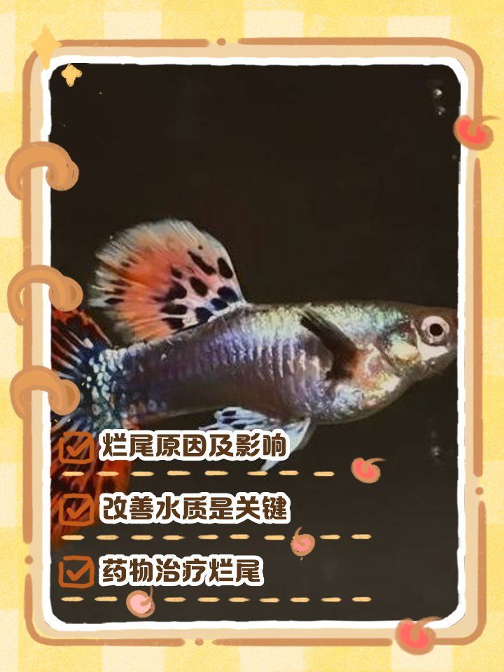魚爛尾如何治療，奇霧漫評,孔雀魚爛尾如何治療魚爛尾是否好轉 魚爛尾如何治療，奇霧漫評,孔雀魚爛尾如何治療魚爛尾是否好轉 龍魚百科 第5張