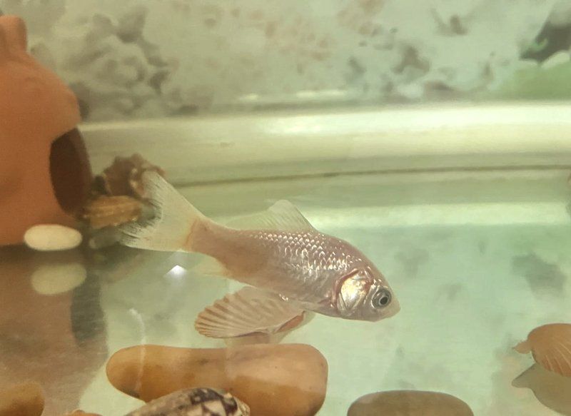 魚爛尾如何治療，奇霧漫評,孔雀魚爛尾如何治療魚爛尾是否好轉 魚爛尾如何治療，奇霧漫評,孔雀魚爛尾如何治療魚爛尾是否好轉 龍魚百科 第1張