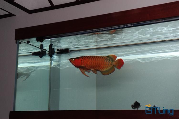 BTL系列紅龍魚的價格是多少,btl系列紅龍魚價格在100-300元人民幣之間 龍魚百科 第15張 BTL系列紅龍魚的價格是多少,btl系列紅龍魚價格在100-300元人民幣之間 BTL系列紅龍魚的價格是多少,btl系列紅龍魚價格在100-300元人民幣之間 龍魚百科 第15張