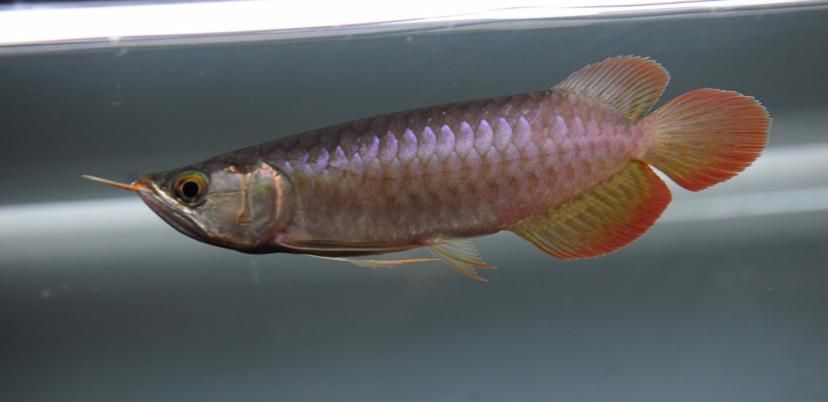BTL系列紅龍魚的價格是多少,btl系列紅龍魚價格在100-300元人民幣之間 龍魚百科 第6張 BTL系列紅龍魚的價格是多少,btl系列紅龍魚價格在100-300元人民幣之間 BTL系列紅龍魚的價格是多少,btl系列紅龍魚價格在100-300元人民幣之間 龍魚百科 第6張