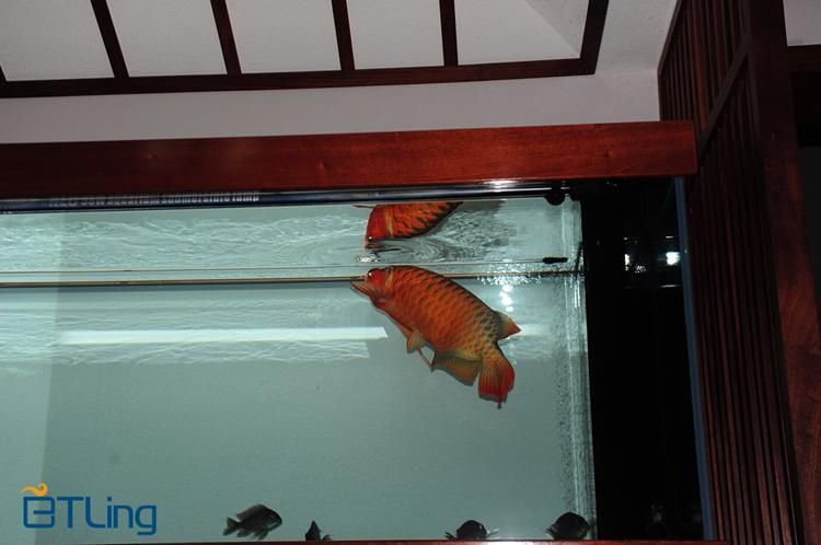 BTL系列紅龍魚的價格是多少,btl系列紅龍魚價格在100-300元人民幣之間 龍魚百科 第14張 BTL系列紅龍魚的價格是多少,btl系列紅龍魚價格在100-300元人民幣之間 BTL系列紅龍魚的價格是多少,btl系列紅龍魚價格在100-300元人民幣之間 龍魚百科 第14張