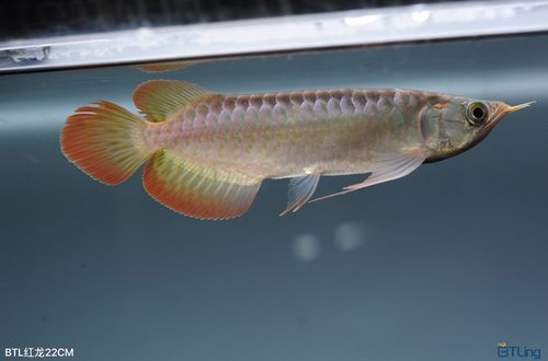 BTL系列紅龍魚的價格是多少,btl系列紅龍魚價格在100-300元人民幣之間 龍魚百科 第8張 BTL系列紅龍魚的價格是多少,btl系列紅龍魚價格在100-300元人民幣之間 BTL系列紅龍魚的價格是多少,btl系列紅龍魚價格在100-300元人民幣之間 龍魚百科 第8張