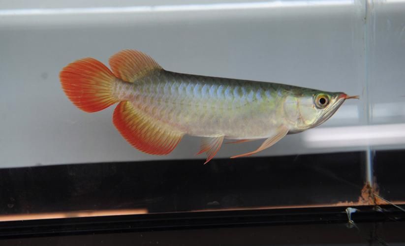 BTL系列紅龍魚的價格是多少,btl系列紅龍魚價格在100-300元人民幣之間 龍魚百科 第4張 BTL系列紅龍魚的價格是多少,btl系列紅龍魚價格在100-300元人民幣之間 BTL系列紅龍魚的價格是多少,btl系列紅龍魚價格在100-300元人民幣之間 龍魚百科 第4張