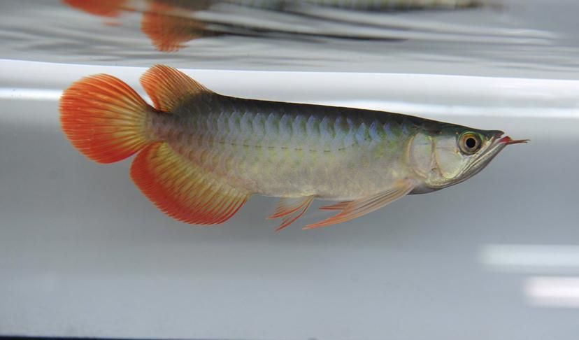 BTL系列紅龍魚的價格是多少,btl系列紅龍魚價格在100-300元人民幣之間 龍魚百科 第10張 BTL系列紅龍魚的價格是多少,btl系列紅龍魚價格在100-300元人民幣之間 BTL系列紅龍魚的價格是多少,btl系列紅龍魚價格在100-300元人民幣之間 龍魚百科 第10張