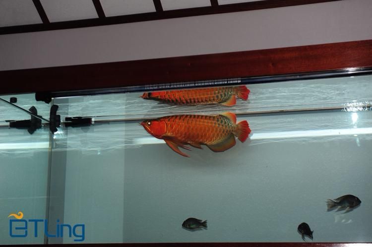 BTL系列紅龍魚的價格是多少,btl系列紅龍魚價格在100-300元人民幣之間 龍魚百科 第16張 BTL系列紅龍魚的價格是多少,btl系列紅龍魚價格在100-300元人民幣之間 BTL系列紅龍魚的價格是多少,btl系列紅龍魚價格在100-300元人民幣之間 龍魚百科 第16張