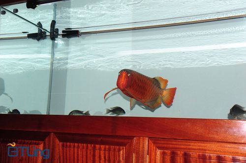 BTL系列紅龍魚的價格是多少,btl系列紅龍魚價格在100-300元人民幣之間 龍魚百科 第12張 BTL系列紅龍魚的價格是多少,btl系列紅龍魚價格在100-300元人民幣之間 BTL系列紅龍魚的價格是多少,btl系列紅龍魚價格在100-300元人民幣之間 龍魚百科 第12張