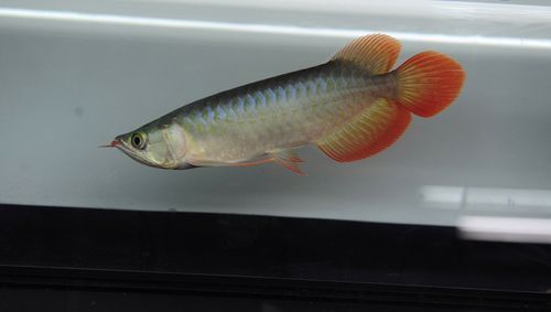 BTL系列紅龍魚的價格是多少,btl系列紅龍魚價格在100-300元人民幣之間 龍魚百科 第3張 BTL系列紅龍魚的價格是多少,btl系列紅龍魚價格在100-300元人民幣之間 BTL系列紅龍魚的價格是多少,btl系列紅龍魚價格在100-300元人民幣之間 龍魚百科 第3張