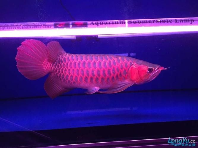 BTL系列紅龍魚的價格是多少,btl系列紅龍魚價格在100-300元人民幣之間 龍魚百科 第9張 BTL系列紅龍魚的價格是多少,btl系列紅龍魚價格在100-300元人民幣之間 BTL系列紅龍魚的價格是多少,btl系列紅龍魚價格在100-300元人民幣之間 龍魚百科 第9張