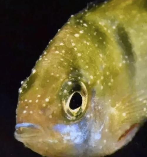如何預防龍魚細菌感染和寄生蟲？，如何預防龍魚細菌感染與寄生蟲 如何預防龍魚細菌感染和寄生蟲？，如何預防龍魚細菌感染與寄生蟲 龍魚百科 第1張