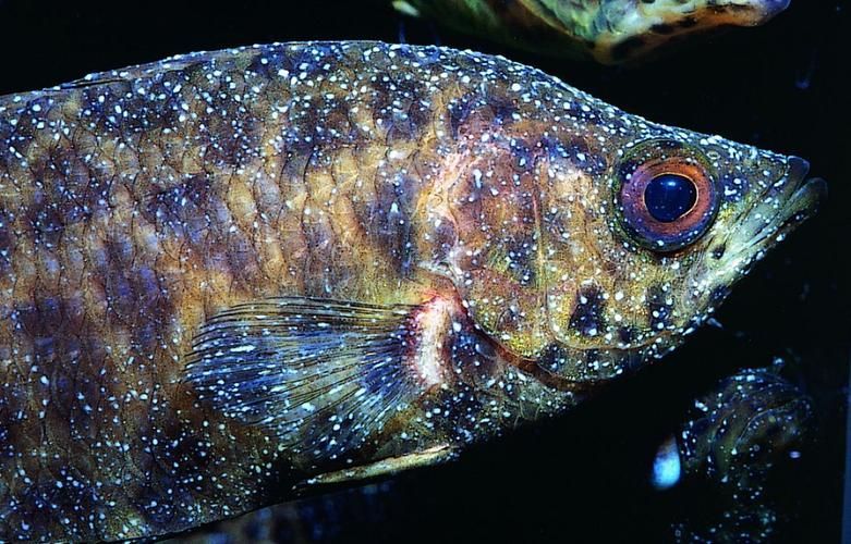如何預防龍魚細菌感染和寄生蟲？，如何預防龍魚細菌感染與寄生蟲 如何預防龍魚細菌感染和寄生蟲？，如何預防龍魚細菌感染與寄生蟲 龍魚百科 第2張