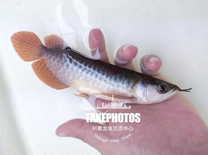 新品龍魚多久開始發色，新品龍魚發色的一般規律 新品龍魚多久開始發色，新品龍魚發色的一般規律 龍魚百科 第6張