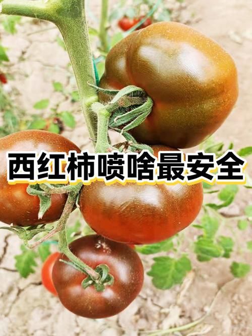 苦參堿和印楝素如何配制，苦參堿與印楝素的配制方法
