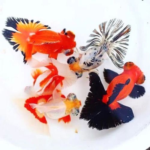 有哪些優質蝶尾金魚品種推薦 龍魚百科 第2張 有哪些優質蝶尾金魚品種推薦 有哪些優質蝶尾金魚品種推薦 龍魚百科 第2張