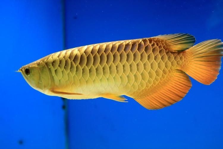 推薦一些高清的霸氣龍魚(yú)圖片，深海的神秘世界時(shí)龍魚(yú)以其獨(dú)特的魅力和壯觀的外觀吸引了無(wú)數(shù)水族愛(ài)好者的目光 推薦一些高清的霸氣龍魚(yú)圖片，深海的神秘世界時(shí)龍魚(yú)以其獨(dú)特的魅力和壯觀的外觀吸引了無(wú)數(shù)水族愛(ài)好者的目光 龍魚(yú)百科 第19張