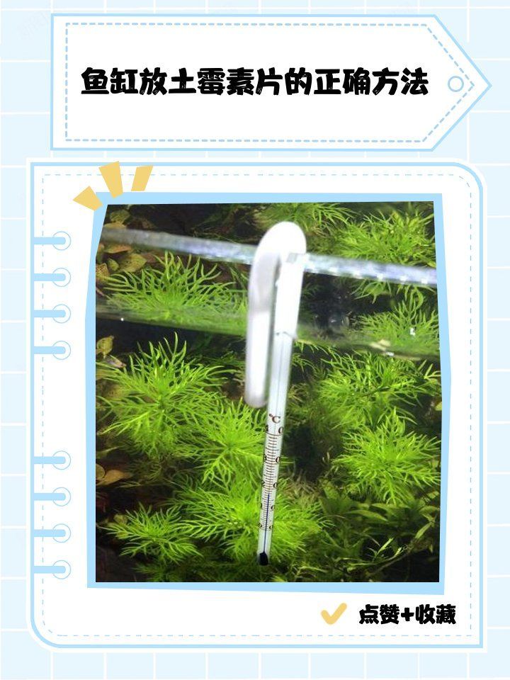 龍魚蒙眼用土霉素后多久見效，龍魚蒙眼用土霉素后多久見效，
