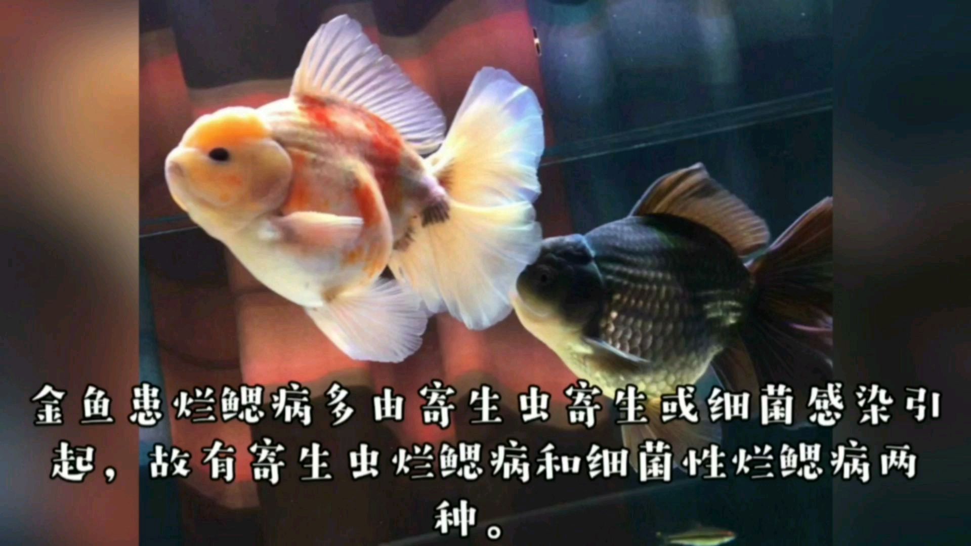 龍魚爛鰓多久會死亡，龍魚爛鰓多久會死亡龍魚爛鰓病治療方法介紹