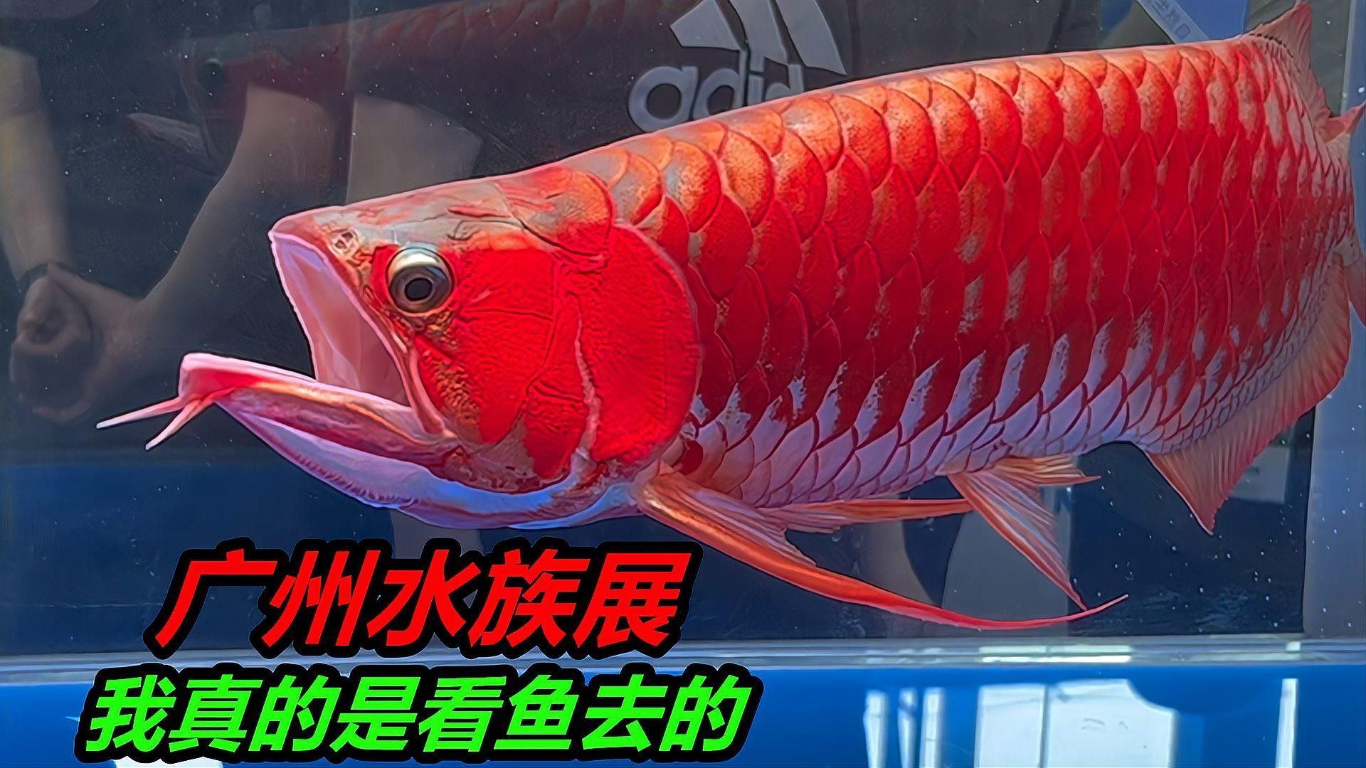 哪里可以買到正宗的廣州龍魚？