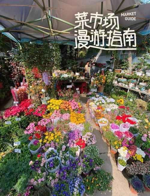 哪里可以買到正宗的廣州龍魚？