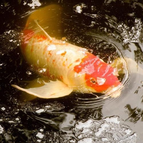 如何預(yù)防錦鯉浮頭，如何預(yù)防錦鯉浮頭現(xiàn)象 如何預(yù)防錦鯉浮頭，如何預(yù)防錦鯉浮頭現(xiàn)象 龍魚百科 第3張